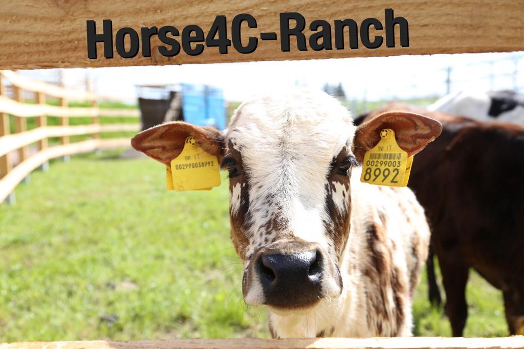 4C Horse Ranch Hainichen Exterior photo